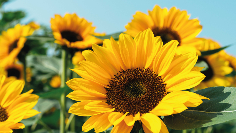 Bright sunflower design floral vinyl carpet - TenStickers