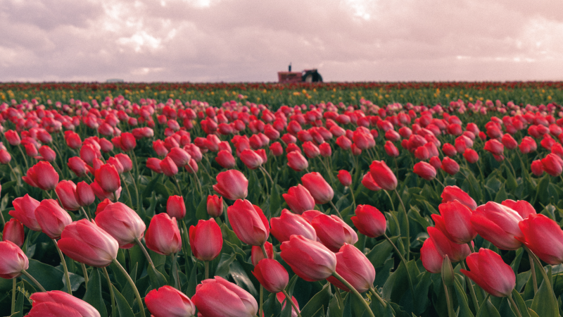 Vibrant Tulip Field nature vinyl carpet - TenStickers