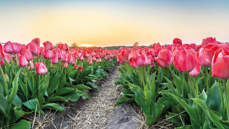Tulip Field Perspective floral vinyl carpet - TenStickers
