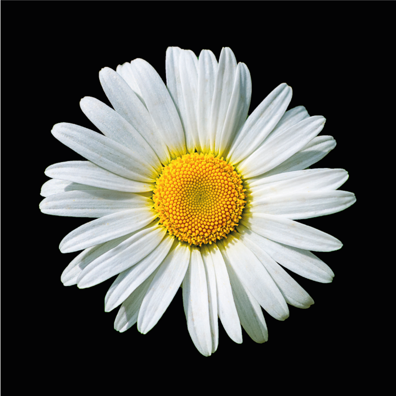 Daisy Blossom floral vinyl carpet - TenStickers