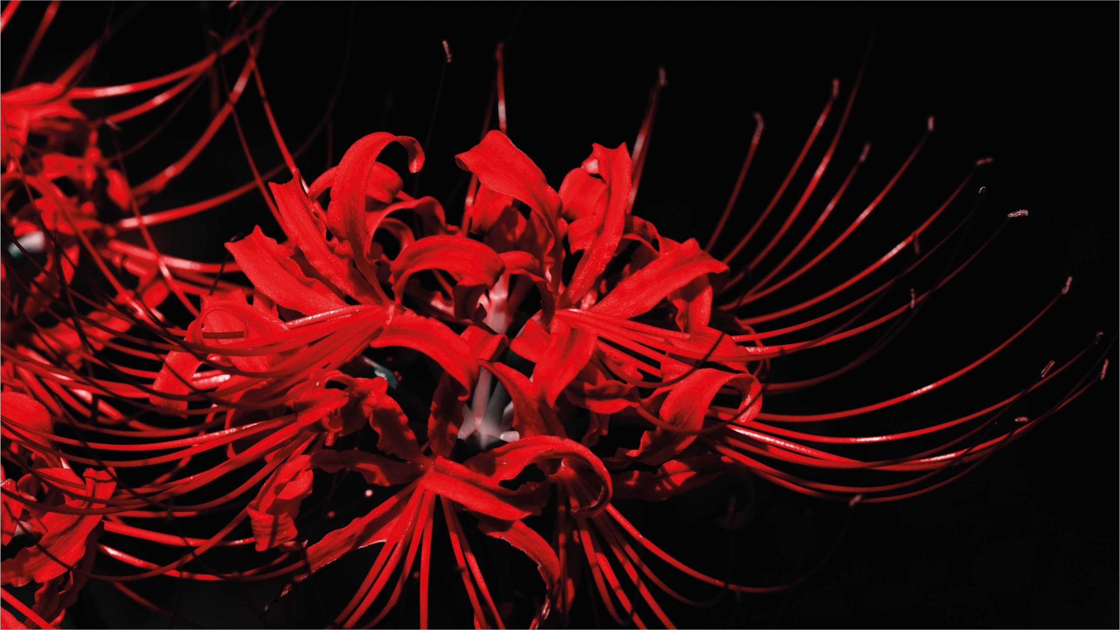 Crimson Bloom Explosion floral vinyl carpet - TenStickers