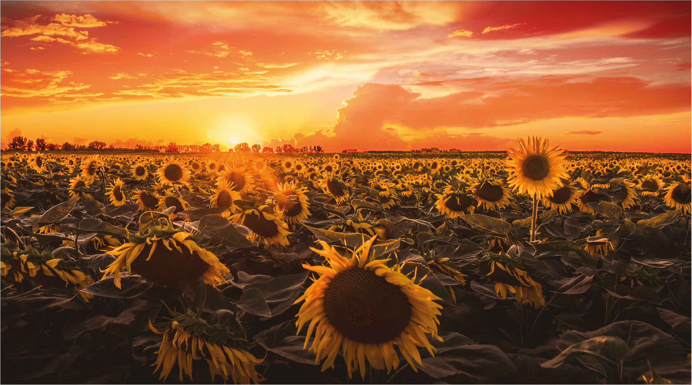 Sunflower Sunset Scene floral vinyl carpet - TenStickers