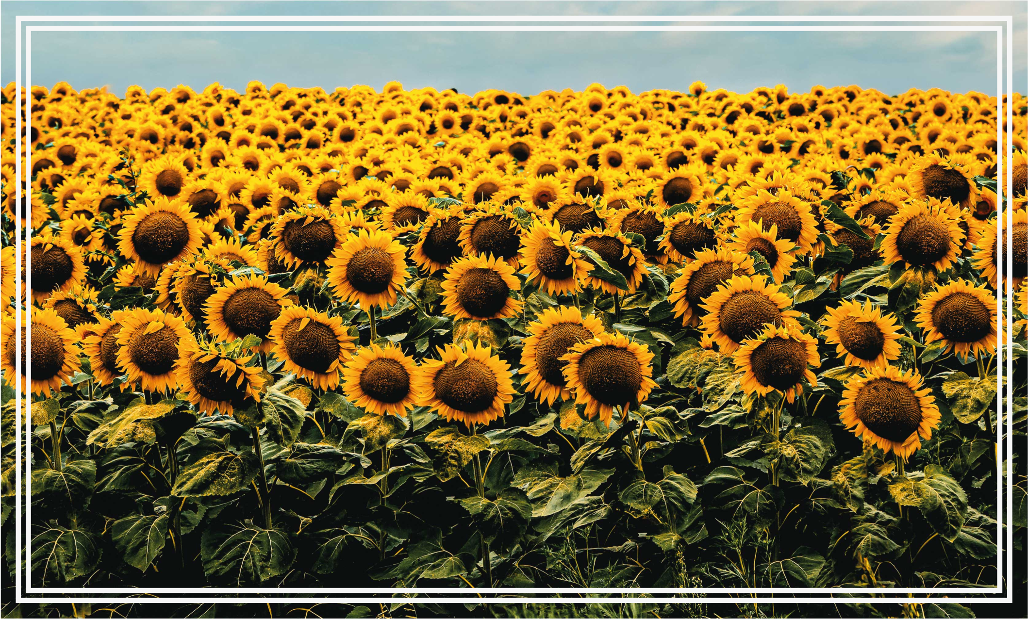 Sunflower Meadow floral vinyl carpet - TenStickers