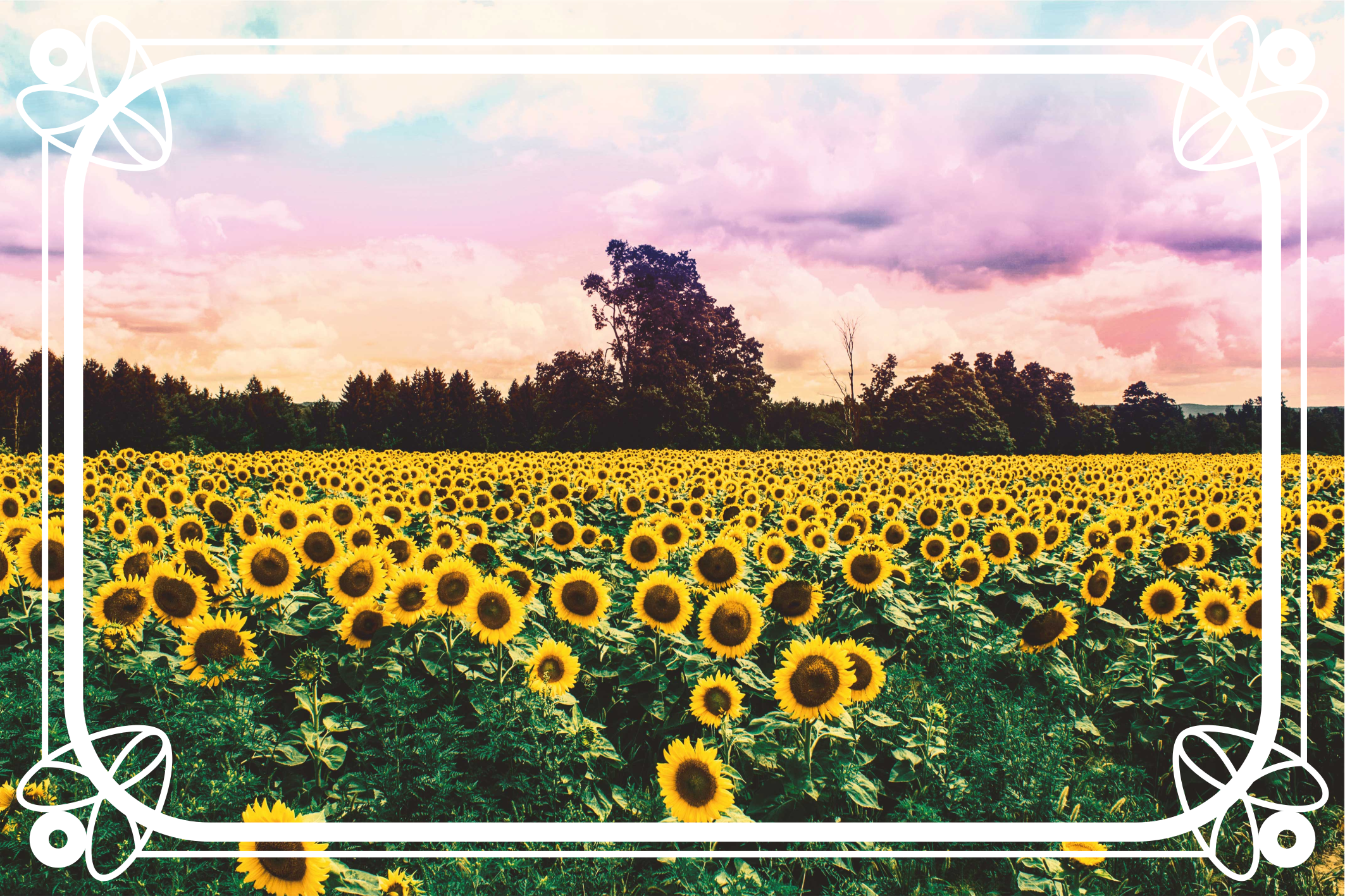 Sunflower Field Scene nature vinyl carpet - TenStickers