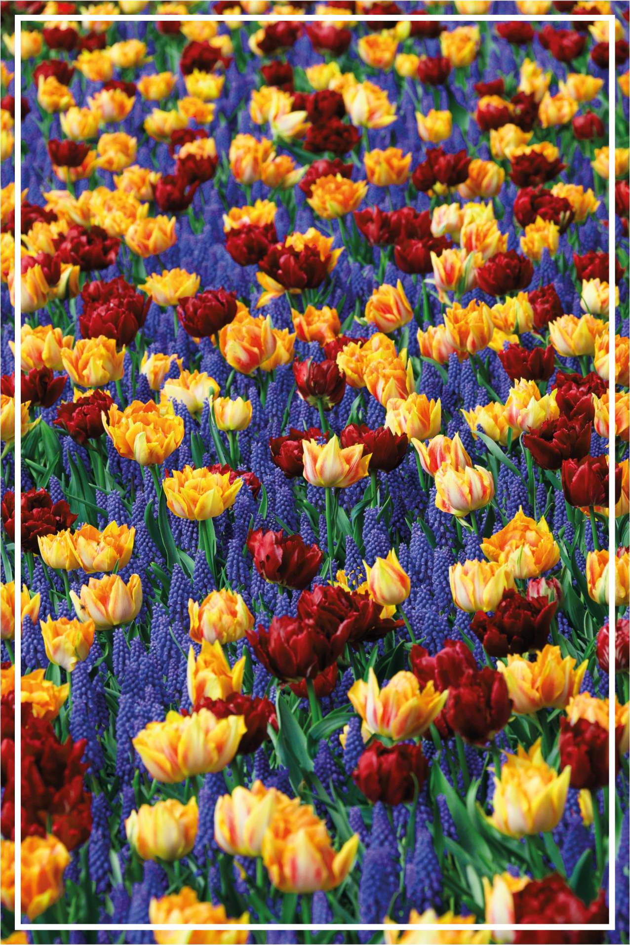 Floral vinyl carpet tulip garden design - TenStickers