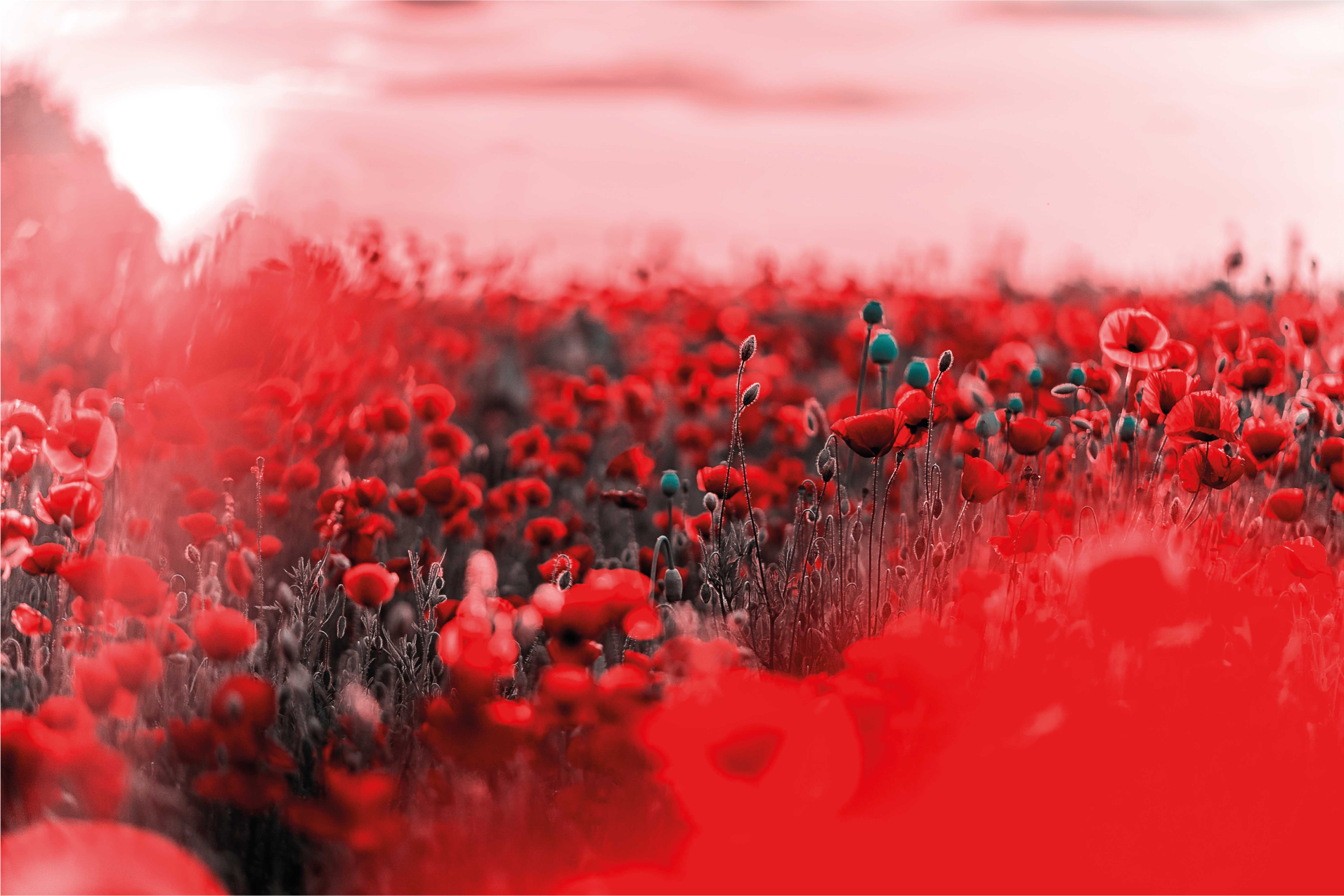 Crimson Blossom Landscape floral vinyl carpet - TenStickers