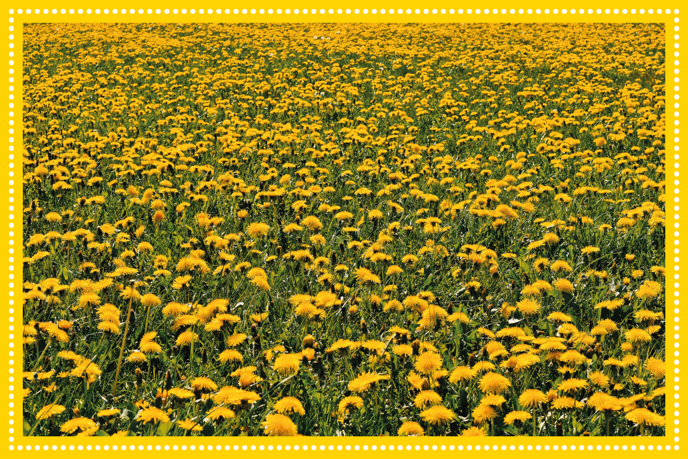 Sunflower field floral vinyl carpet - TenStickers