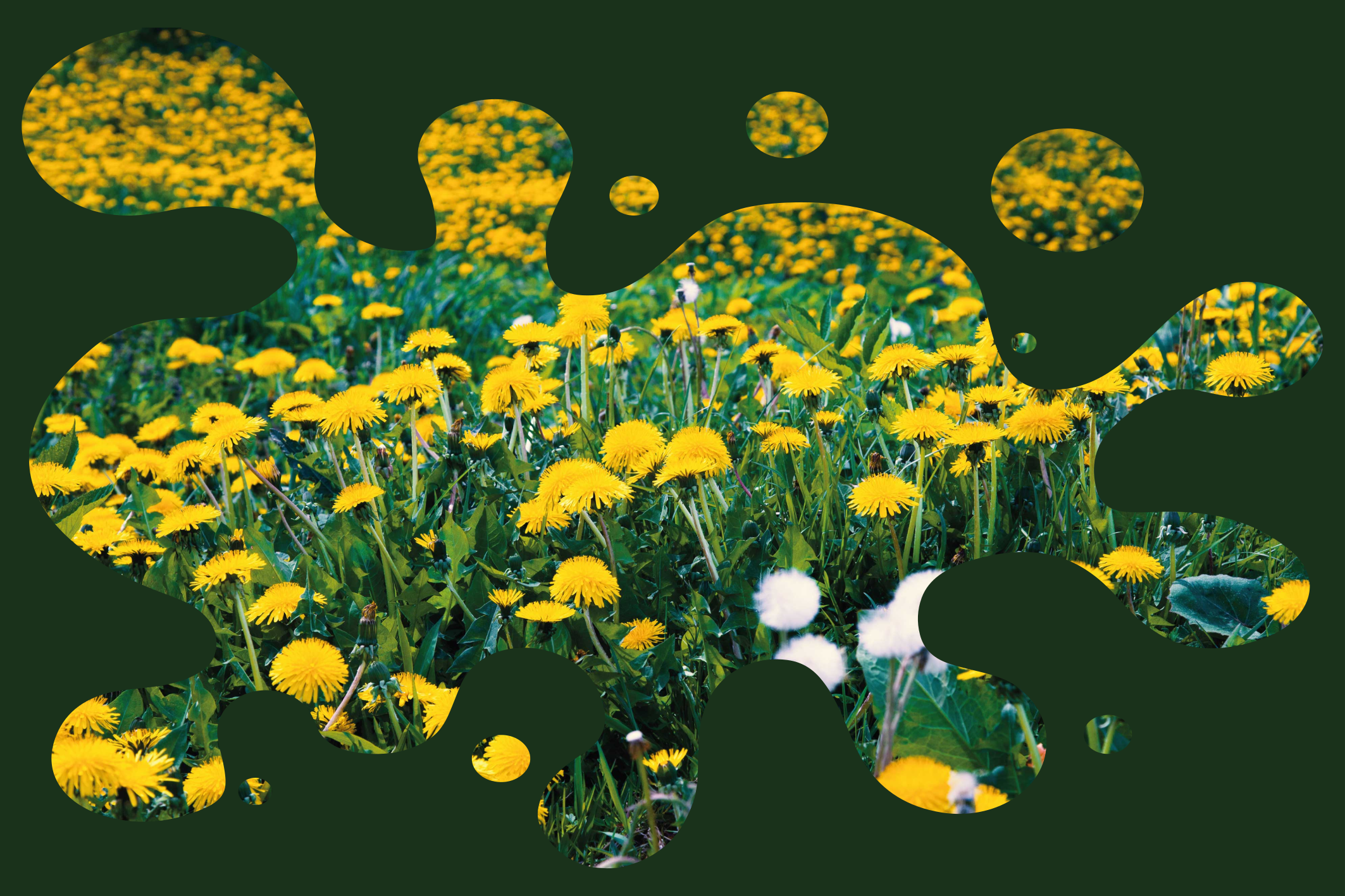 Dandelion Field floral vinyl carpet - TenStickers