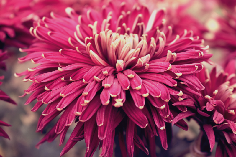 Realistic chrysanthemum floral vinyl carpet - TenStickers