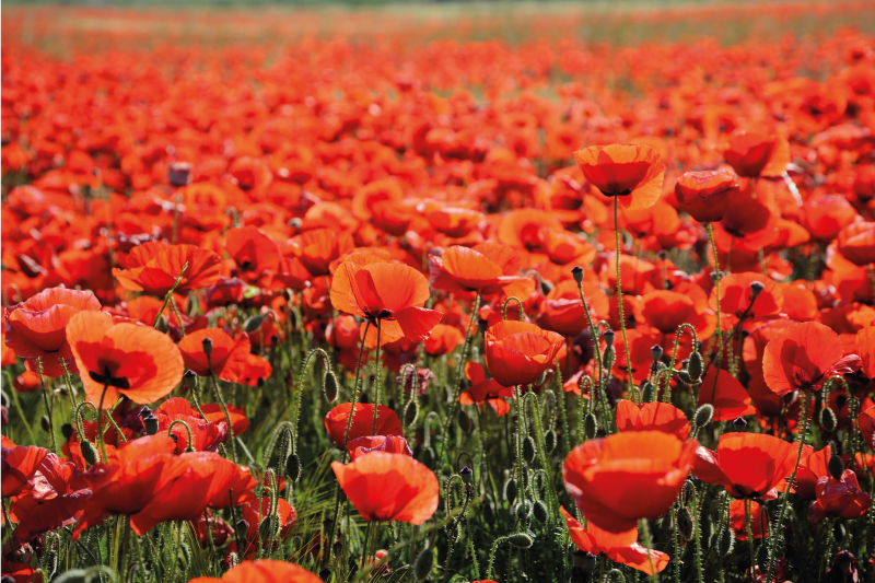 Vibrant Red Poppies floral vinyl carpet - TenStickers