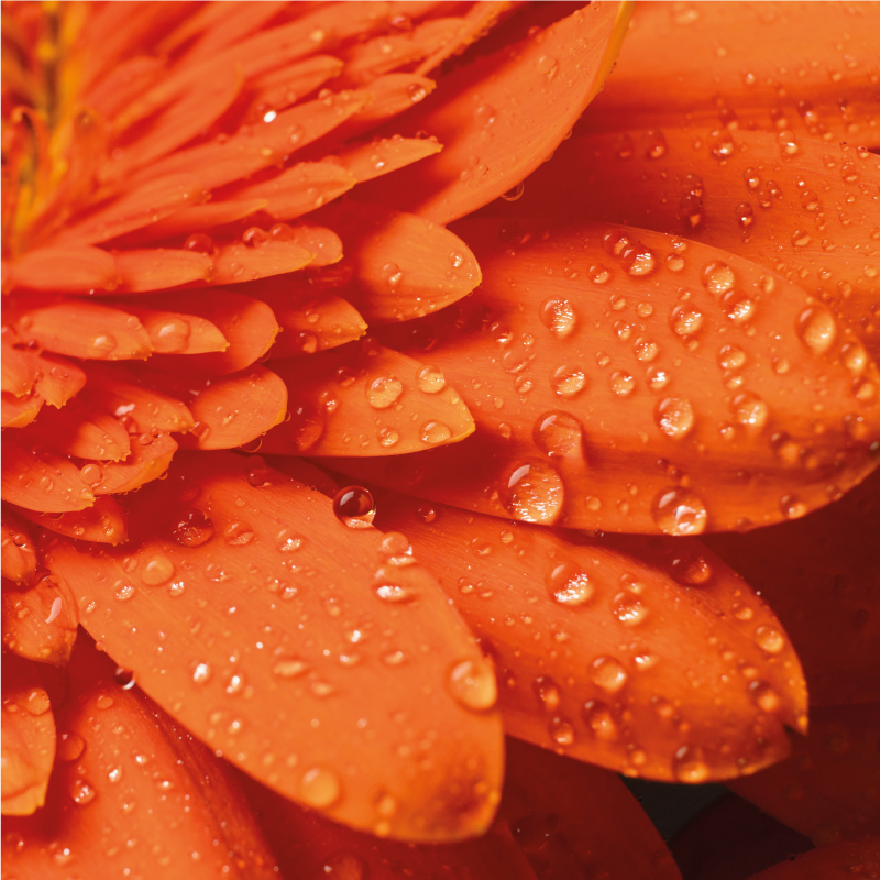 Bright orange petals floral vinyl carpet - TenStickers