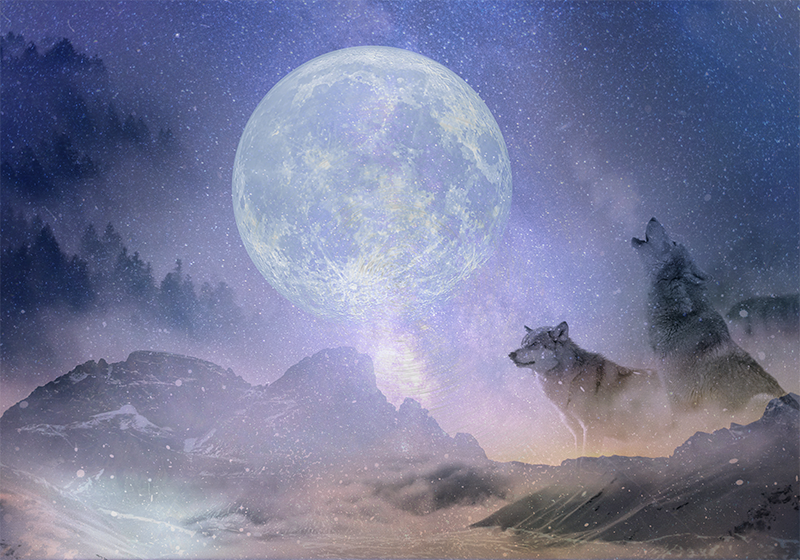 Majestic moonlight nature vinyl carpet - TenStickers
