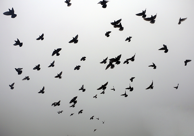 Flying Birds Pattern kids vinyl carpet - TenStickers