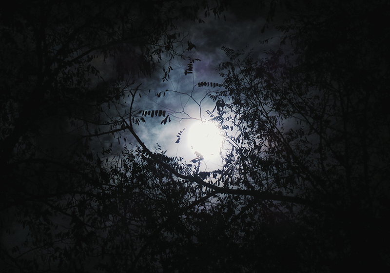 Eerie moontlit forest nature vinyl carpet - TenStickers