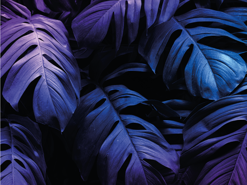 Tropical Leaf Design floral vinyl carpet - TenStickers