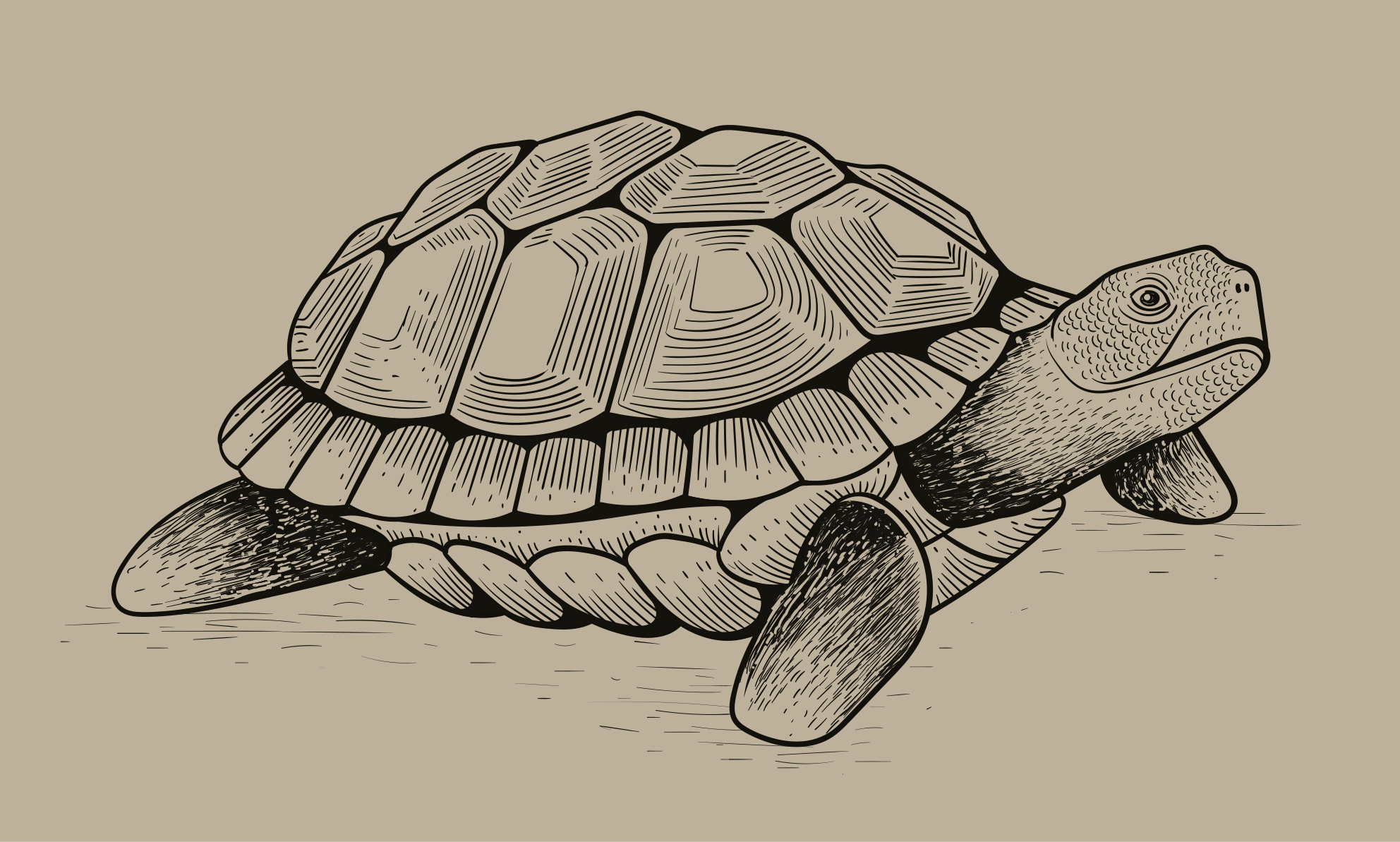 Tortoise Illustration animal vinyl carpet - TenStickers