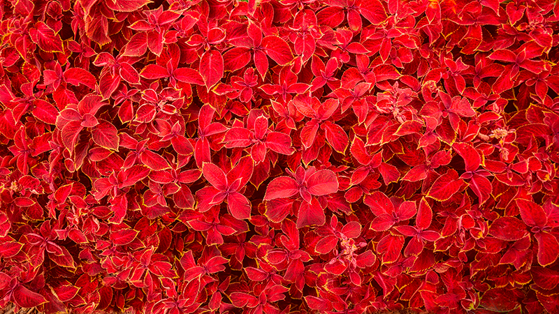 petal pattern red vinyl carpet - TenStickers