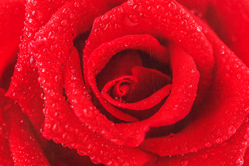 Rose flower red vinyl carpet - TenStickers