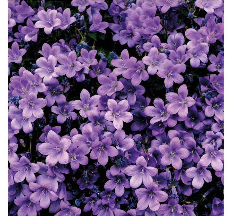 Vague purple flowers wallpaper - TenStickers