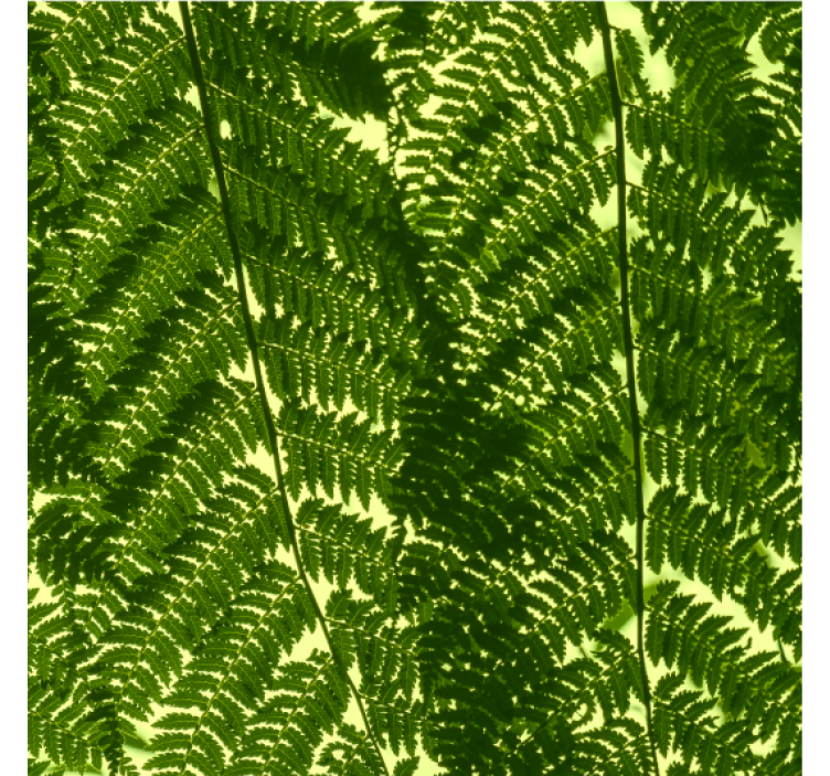 Nordic wallpaper green fern plant design - TenStickers