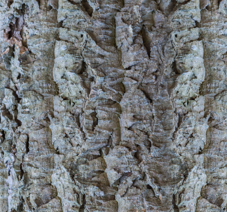 Bark Texture wood feature wallpaper - TenStickers