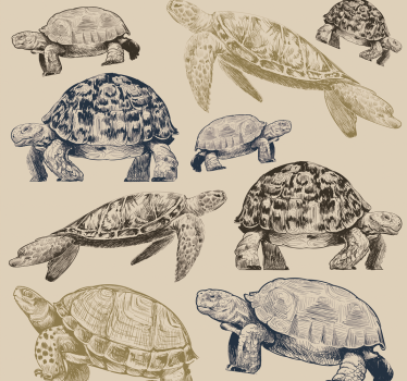 Turtle Collection cute animal wallpaper - TenStickers