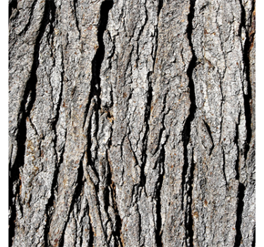 Wood feature wallpaper realistic trunk design - TenStickers