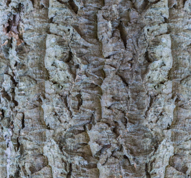 Bark Texture wood feature wallpaper - TenStickers